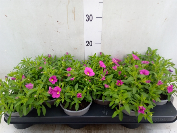 <h4>Calibrachoa  'Minifam Pink'</h4>