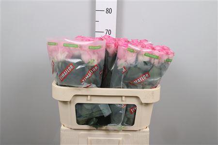 <h4>R Gr Revival</h4>