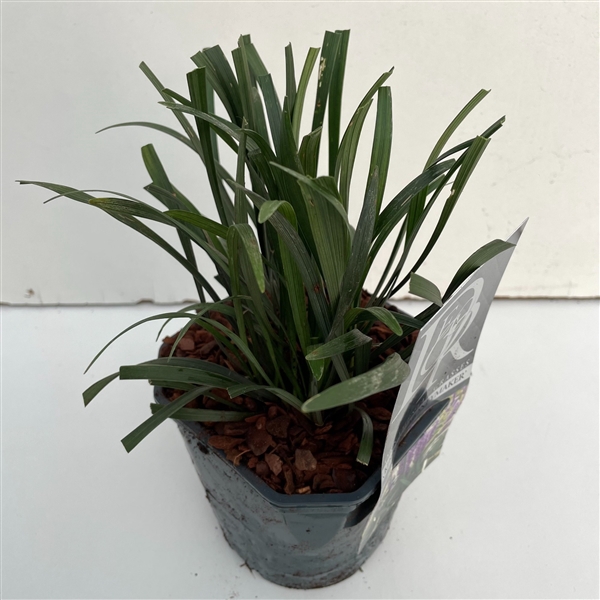 <h4>Liriope 'Moneymaker'</h4>