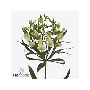 Alstroemeria fl pinot