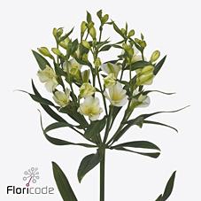 <h4>Alstroemeria fl pinot</h4>
