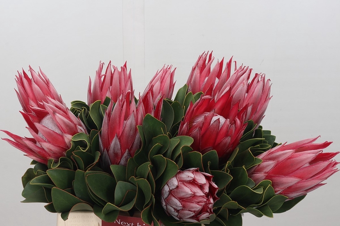 Protea Cyn. Claire