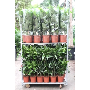 Mixkar Dracaena 3pp en Schefflera Amate 2pp