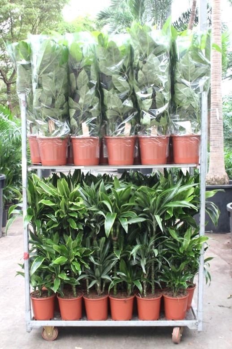 <h4>Mixkar Dracaena 3pp en Schefflera Amate 2pp</h4>