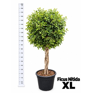 FICUS MICROCARPA