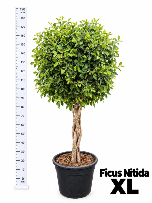 <h4>FICUS MICROCARPA</h4>