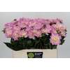 Dahlia Princess Kate