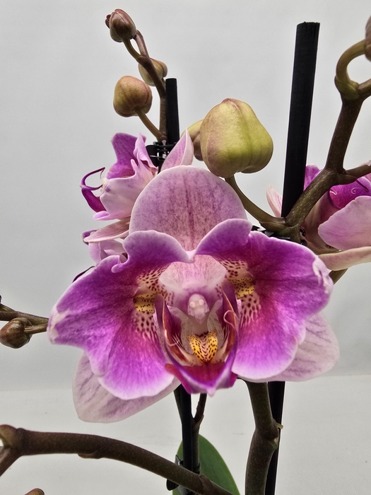 <h4>Limited 43 week 6</h4>