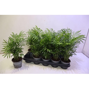 arr8 Chamaed Elegans