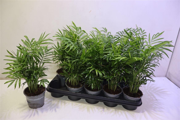 <h4>Chamaed Elegans</h4>