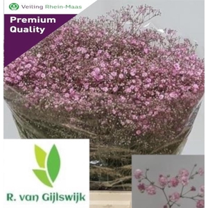 GYPS PA MY PINK 50gr