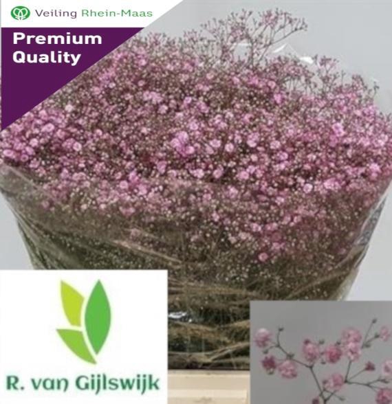 <h4>GYPS PA MY PINK 50gr</h4>