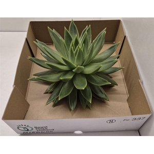 Echeveria Miranda