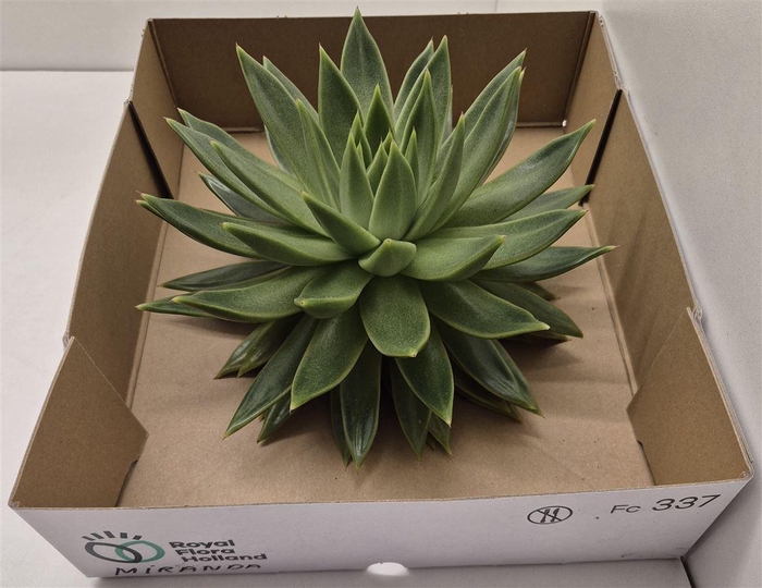 <h4>Echeveria Miranda</h4>