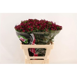 DI BARB AM NEON CHER