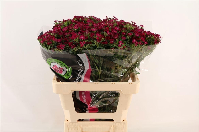 <h4>DI BARB AM NEON CHER</h4>