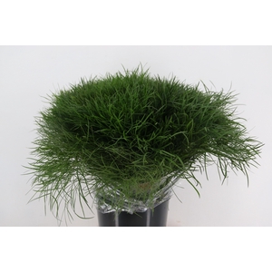 CORALLO PAUCEDANUM 200GR