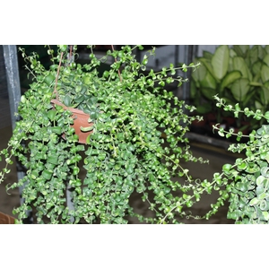 AESCHYNANTHUS RASTA C21