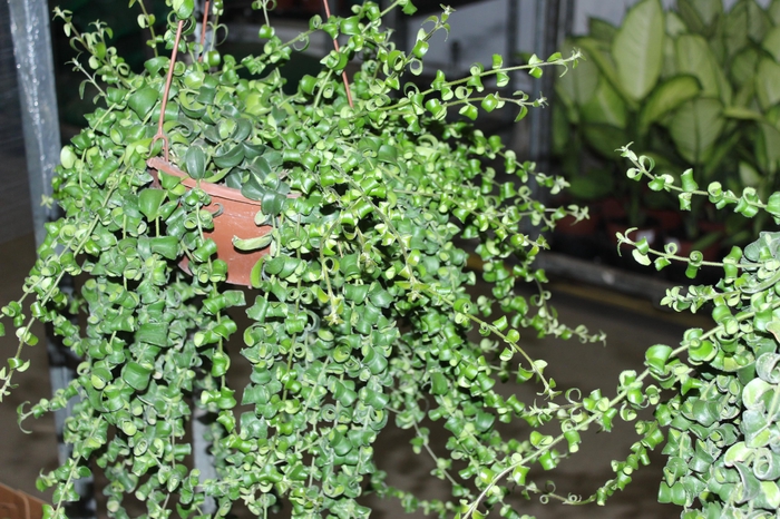 <h4>AESCHYNANTHUS RASTA C21</h4>