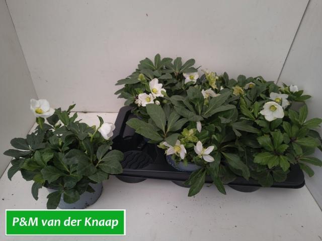 <h4>HELL NI ADVENT STAR</h4>