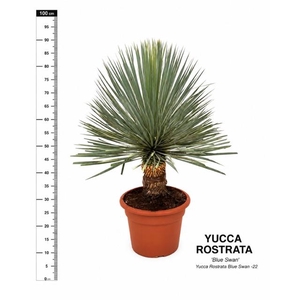 YUC ROSTRATA