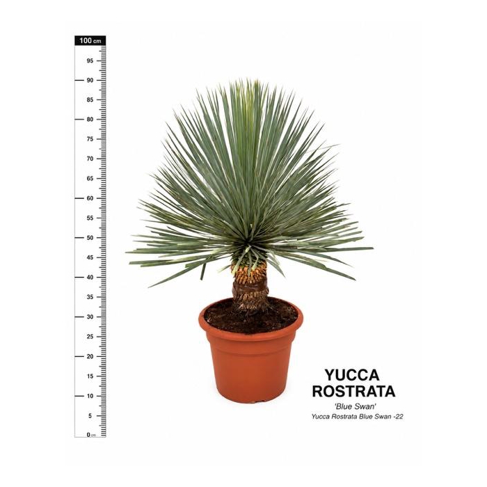 <h4>YUC ROSTRATA</h4>
