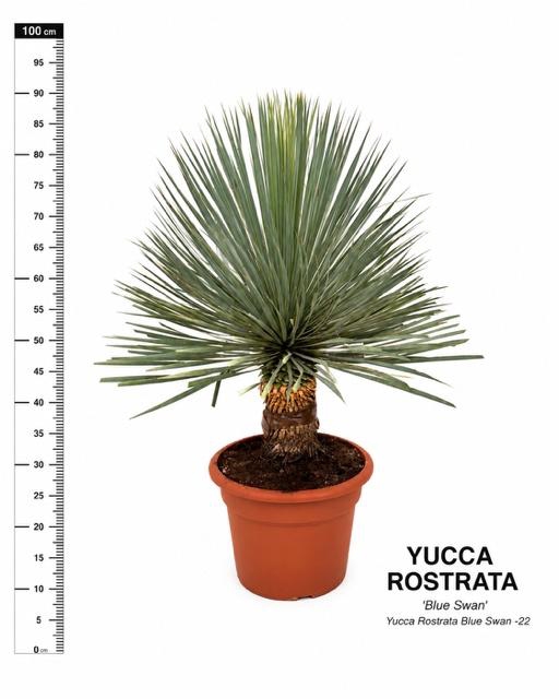 YUC ROSTRATA