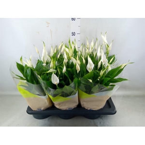 Spathiphyllum  'Chopin'