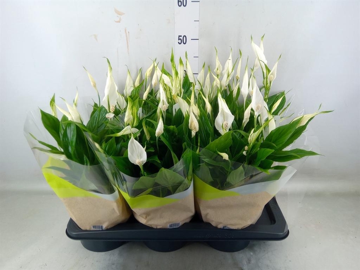 <h4>Spathiphyllum  'Chopin'</h4>
