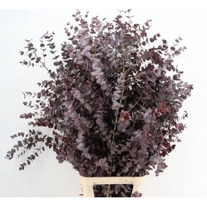 EUC CINEREA ABS RED PER STEM 150CM