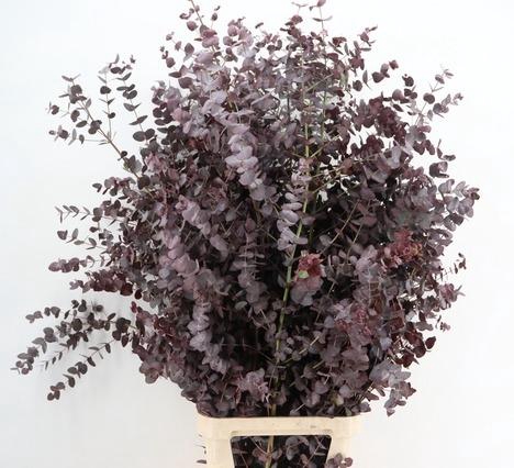 <h4>EUC CINEREA ABS RED PER STEM 150CM</h4>