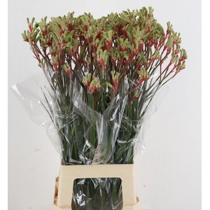 ANIGOZ JUDITH GREEN/RED 080CM