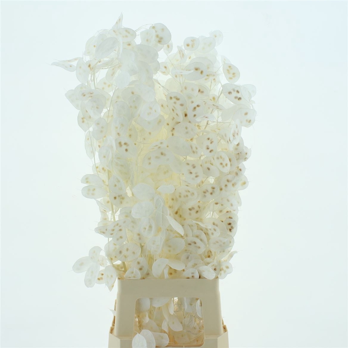 <h4>Dried Lunaria Bleached Super Italy</h4>