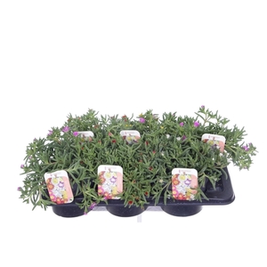 Delosperma Wheels of Wonder mix