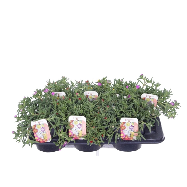 <h4>Delosperma Wheels of Wonder mix</h4>