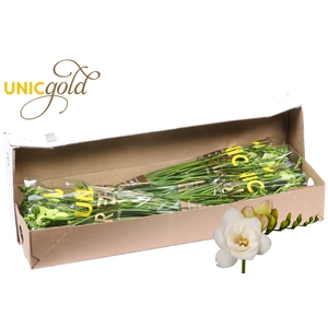 UG Barendse - Starlight 5x20 box