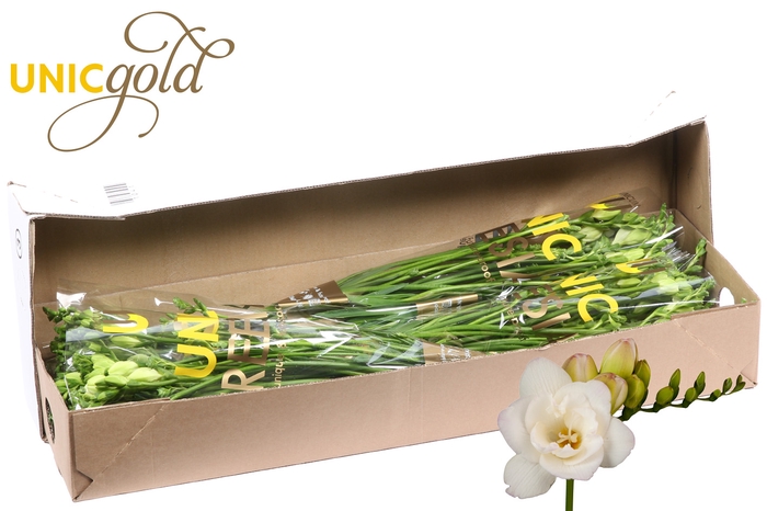 <h4>UG Barendse - Starlight 5x20 box</h4>