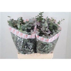EUC CINEREA PER BOS