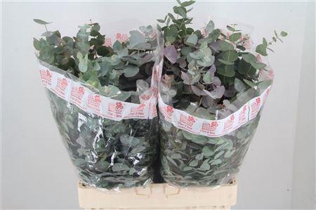 <h4>EUC CINEREA PER BOS</h4>