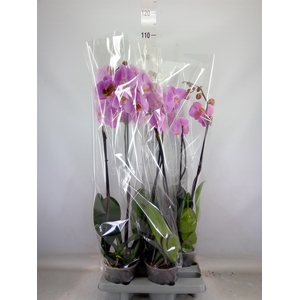 Phalaenopsis   ...rose