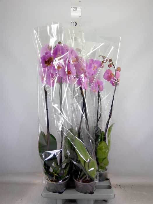 <h4>Phalaenopsis   ...rose</h4>