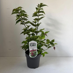 Leycesteria formosa