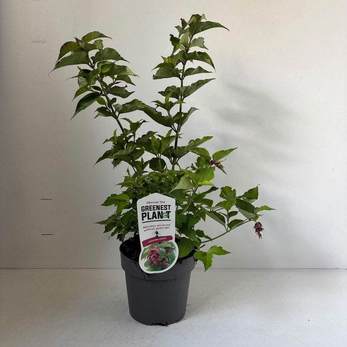 <h4>Leycesteria formosa</h4>
