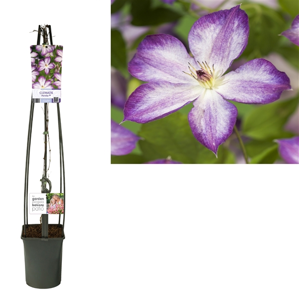 <h4>Clematis Pernille PBR +light label</h4>