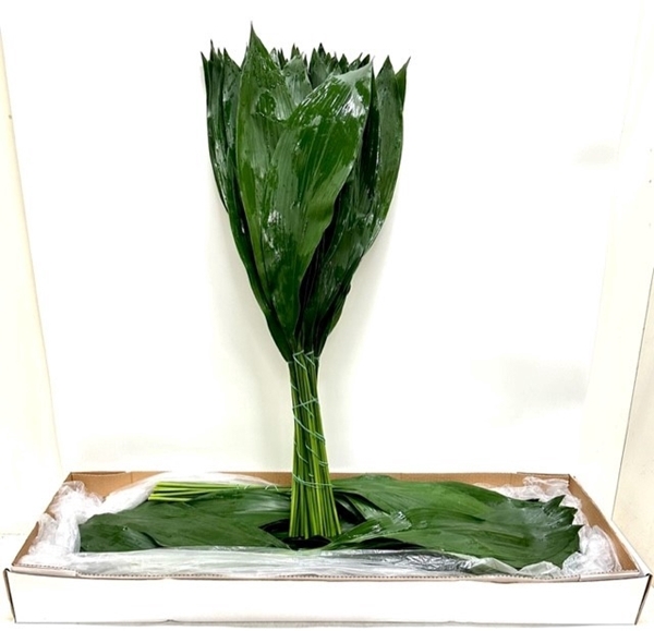 <h4>ASPIDISTRA</h4>