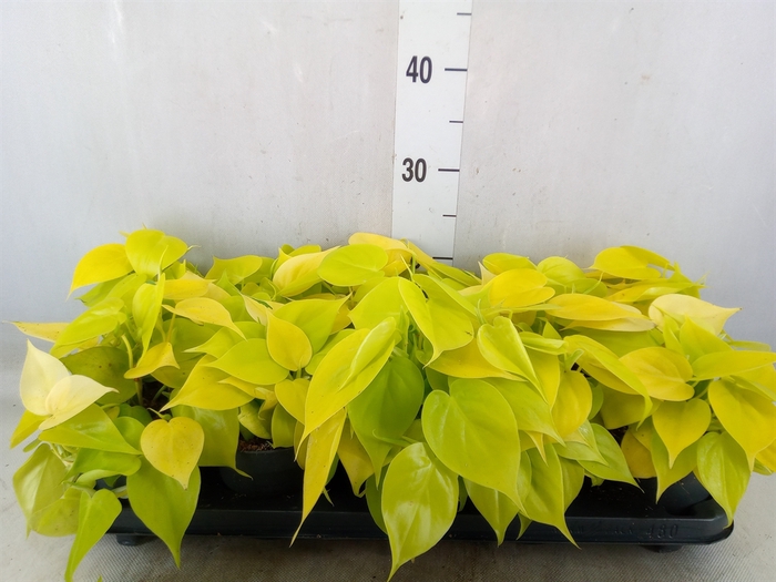 <h4>Philodendron scand. subsp. micans</h4>