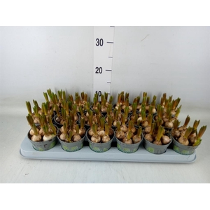 Muscari  'White Spear'