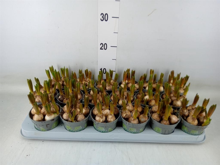 <h4>Muscari  'White Spear'</h4>