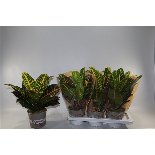 <h4>Croton Petra 17cm in Vensterhoes"Sunshiners®"</h4>