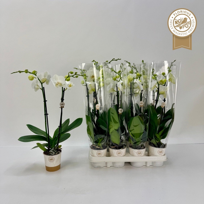 <h4>PHAL OV WIT</h4>